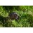 Черная трехлапая жаба